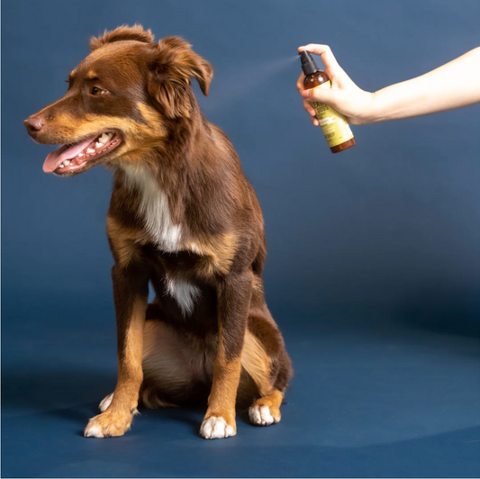 BLACK SHEEP ORGANICS LEMONGRASS & MINT OFF-LEASH DOG SPRAY