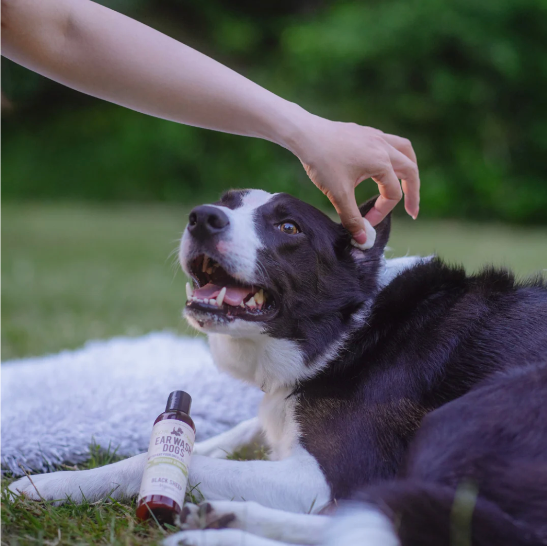 BLACK SHEEP ORGANICS ROSEMARY & NIAOULI DOG EAR WASH