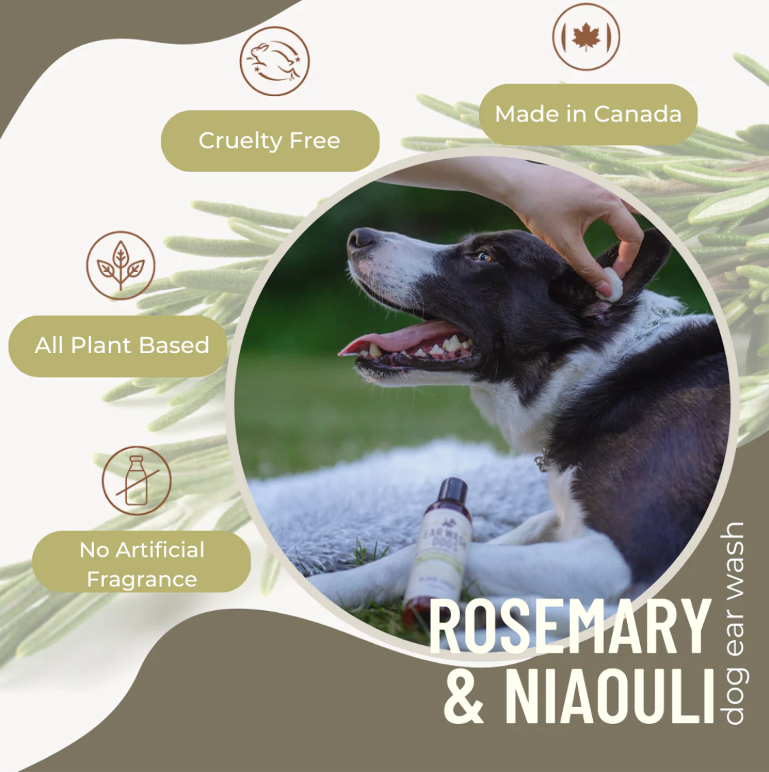 BLACK SHEEP ORGANICS ROSEMARY & NIAOULI DOG EAR WASH